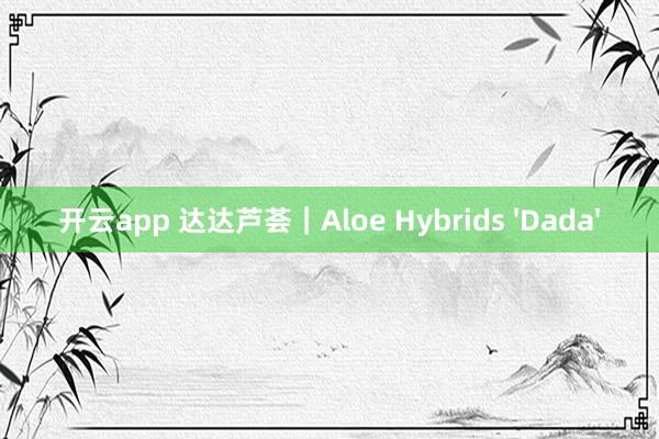 开云app 达达芦荟｜Aloe Hybrids 'Dada'